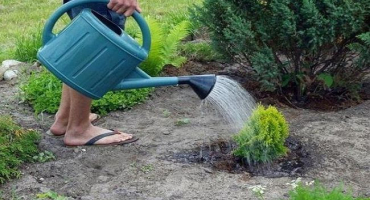 Čím lépe krmit jehličnany na podzim, druhy hnojiv a top-3 léky